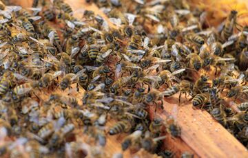 У Франції рій бджіл напав на перехожих