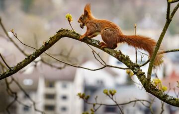 Попередження синоптиків: в Україну може повернутися сніг