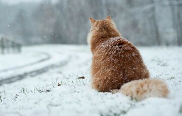 Погода в Україні: синоптики попередили про снігопади