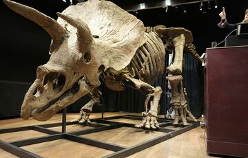 На аукционе в Париже с молотка ушел трицератопс На аукционе в Париже с молотка ушел трицератопс