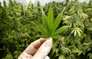 Бюджет США пополнился на 10,4 млрд. долл. благодаря легализации марихуаны 