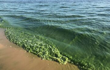 В Одесі ”цвіте” море: чи небезпечно це