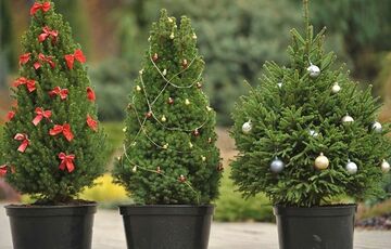 Як обрати новорічну ялинку: поради експертів Як обрати новорічну ялинку: поради експертів