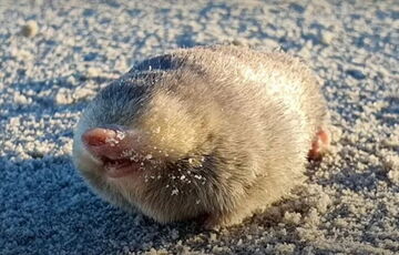 Ученые нашли крота, которого считали вымершим почти 90 лет