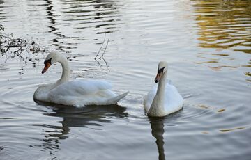 На Буковині в лебедів виявили пташиний грип