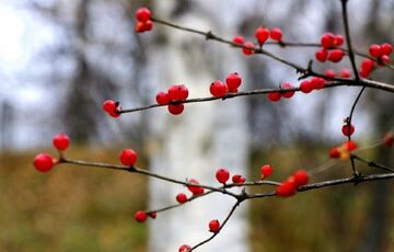 Погода 20 грудня: прогноз синоптиків для України