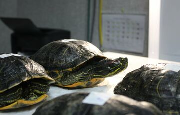 В киевском озере из-подо льда спасли десятки черепах - ВИДЕО 