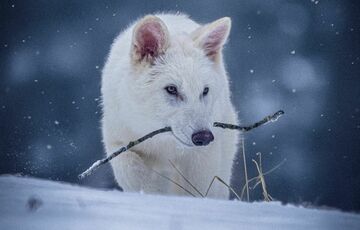 Автор ”Игры престолов” Джордж Мартин встретился с ”лютоволком”, которого возродили ученые