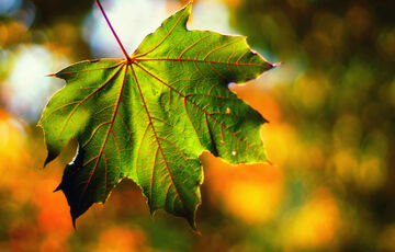 Погода в Україні: яким буде останній день вересня