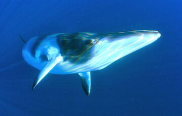 Ученые станции Вернадского показали уникальные съемки кита