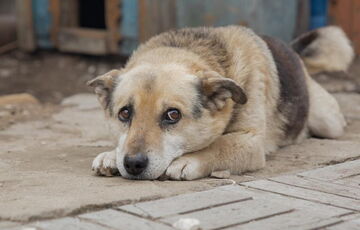 В Украине почти в 4 раза возросло количество дел по жестокому обращению с животными