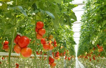 В Україні почали дорожчати помідори: експерти назвали причину