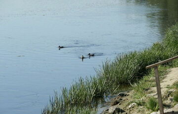 Стало відомо, хто забруднив річку Сейм Стало відомо, хто забруднив річку Сейм