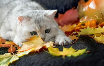 В Україні потеплішає: прогноз погоди на четвер