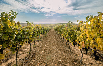 В Минагрополитики хотят отменить акцизные марки для вина. Поддержка отрасли виноделия В Минагрополитики хотят отменить акцизные марки для вина. Поддержка отрасли виноделия