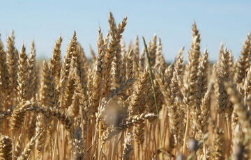 Украина и Польша подпишут соглашение о транзите зерна: детали