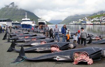 Захист китів і дельфінів. Факти про морських ссавців