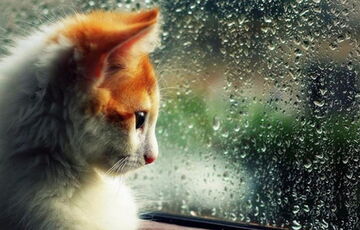 Погода в Україні: тиждень почнеться з дощу і снігу