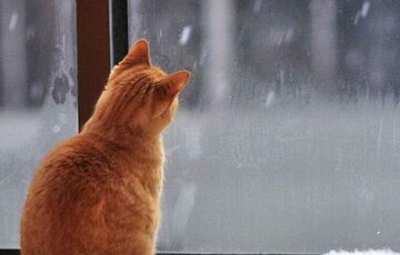 Ні снігу, ні сонця: якою буде погода в Україні 1 січня