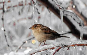 Погода в Україні: холоди посилюються