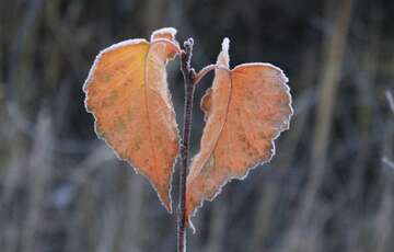 В Украину пришли заморозки: вернется ли тепло