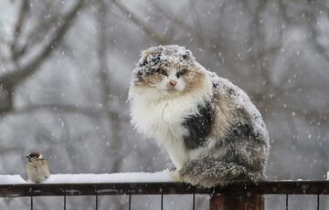 Готуємо теплі речі: в Україну йде похолодання