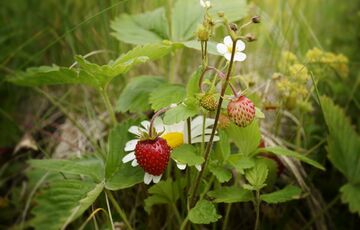 Градус підвищується: прогноз погоди в Україні