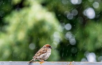Погода в Україні: де сьогодні пройдуть дощі