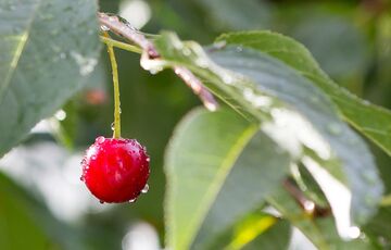 Прогноз погоди в Україні: синоптики обіцяють грози