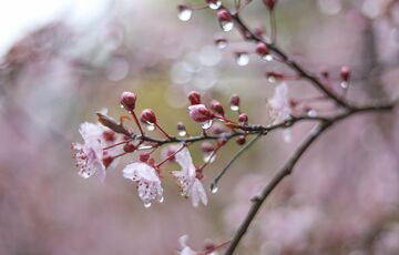 В Украине резко потеплеет до 15 градусов, но не везде