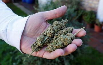 Нардеп: в ноябре Рада примерт закон о легализации медицинского каннабиса 
