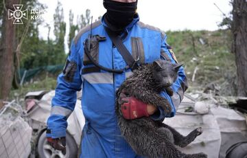 Коти, кролик, папуга та собака: у Києві рятувальники окрім людей витягували з-під завалів тварин