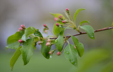 Прогноз погоди: травень принесе в Україну грози