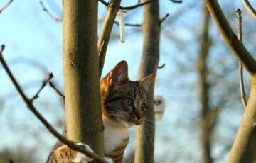 Дочекалися: в Україну прийшло потепління