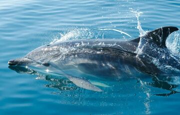 Ученые установили, что дельфины могут чувствовать электрическое поле