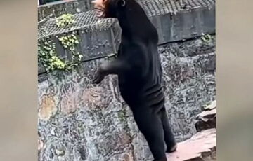 Ведмедя в китайському зоопарку прийняли за людину в костюмі