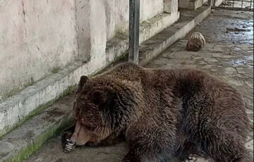 В окупованій Євпаторії згорів зоопарк: сотні тварин загинули (відео)