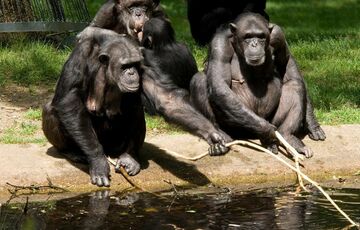 У зоопарку Талліна шимпанзе не дочекався людей і почав прибирати у вольєрі сам, - ВІДЕО