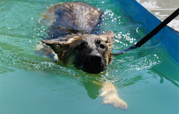 В ГСЧС показали, как тренируют собак-спасателей в воде