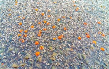 На Одесчине массово гибнут божьи коровки