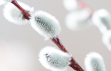 Вербна неділя: що це за свято і коли відзначають Вербна неділя: що це за свято і коли відзначають