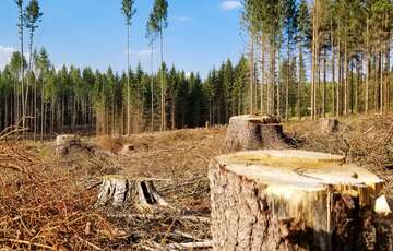 Втрата дерев на 5,7 млн грн: посадовець лісництва на Харківщині постане перед судом