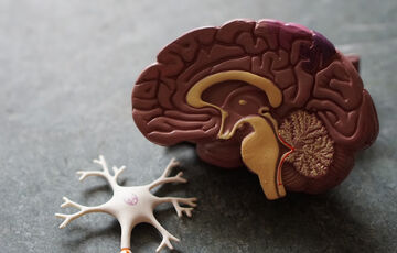 Ученые назвали новую причину болезни Альцгеймера Ученые назвали новую причину болезни Альцгеймера