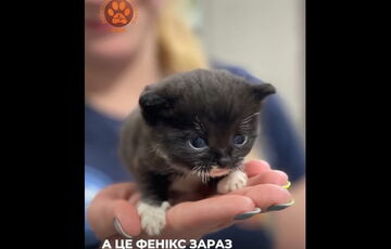 Котенка Феникса, которого спасли после обстрела Харькова, взяла под опеку эвакуированная кошка