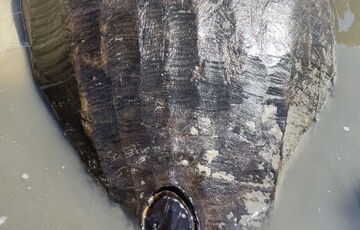 На Хортице нашли лодку-однодеревку, которой может быть 500 лет: фото, видео