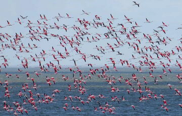 На Одещину прилетіла тисяча рожевих фламінго: фото