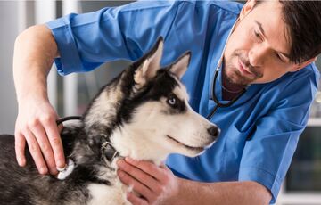 8 серпня 2021 року відзначаємо День працівників ветеринарної медицини