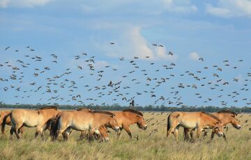 Оккупанты вывозят в Россию животных из заповедника Аскания-Нова, - ЦНС Оккупанты вывозят в Россию животных из заповедника Аскания-Нова, - ЦНС