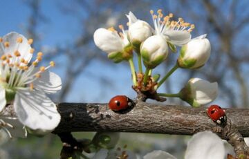 Не виключені заморозки: синоптик розповіла, якою буде погода в квітні