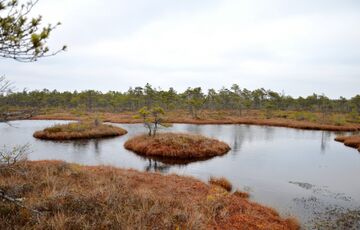 Латвия планирует возродить болота для защиты своих границ